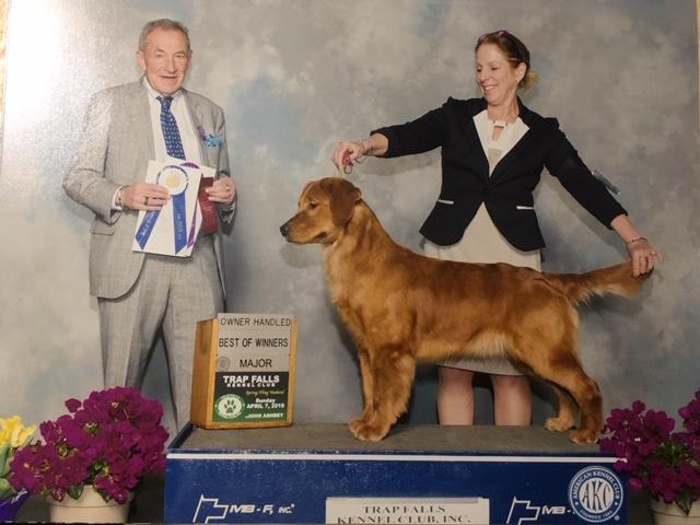 GOLDEN-B-BEAR Kennels, Golden Retrievers - Plymouth, New Hampshire